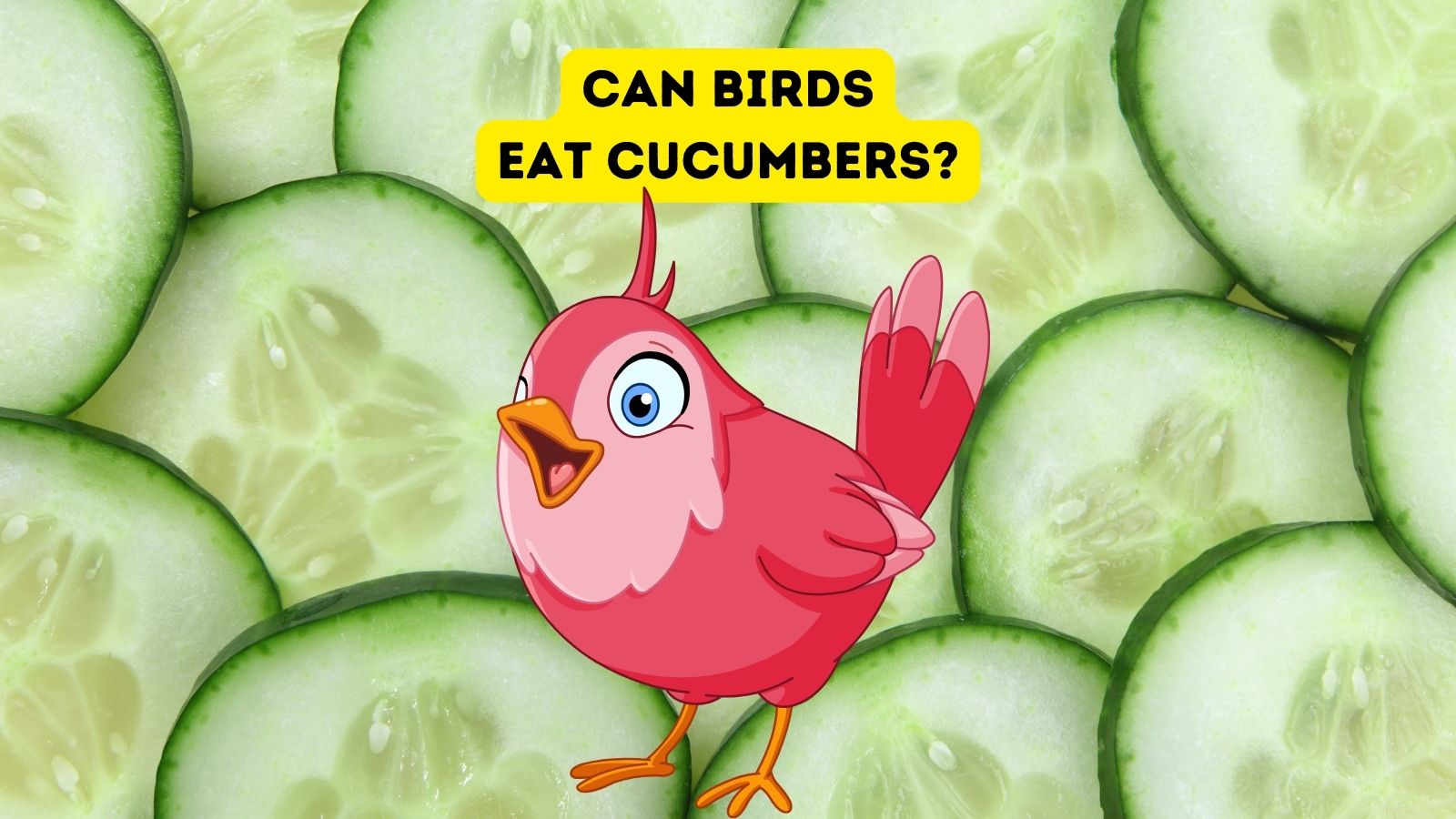 Can Wild Birds Eat Cucumber