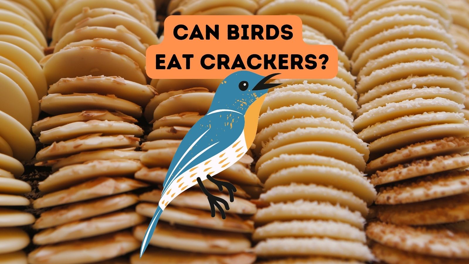 Can Birds Eat Crackers