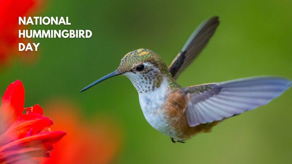 National Hummingbird Day BirdTipper