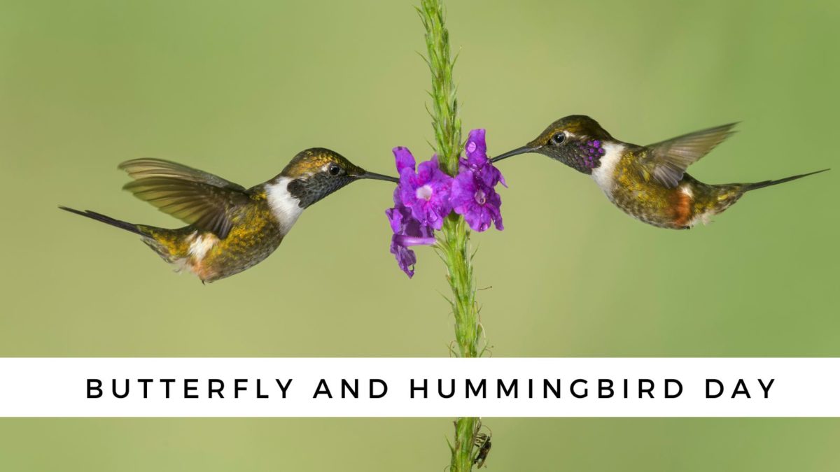 Butterfly And Hummingbird Day 2024 India Renae Charlene