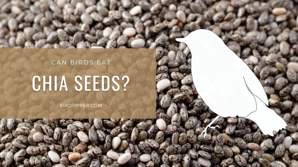 Can Birds Eat Chia Seeds? (And Should They?)