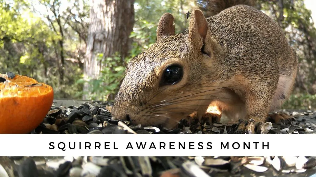 Squirrel Awareness Month BirdTipper