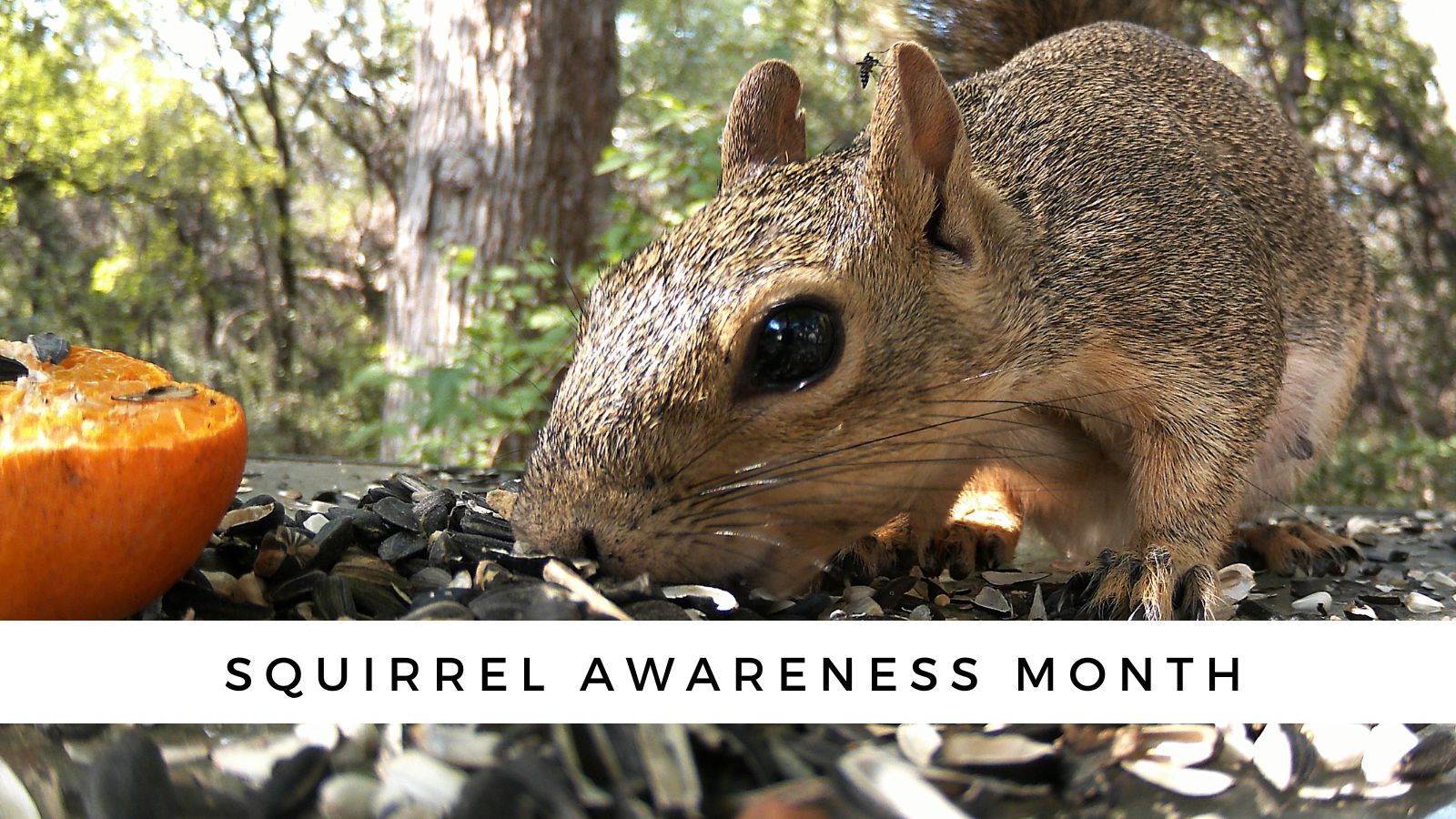 Squirrel Awareness Month