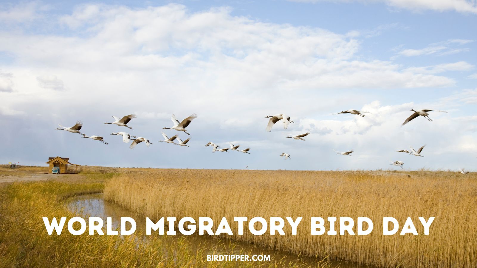 World Migratory Bird Day: Like Migration, This Bird Holiday is ...