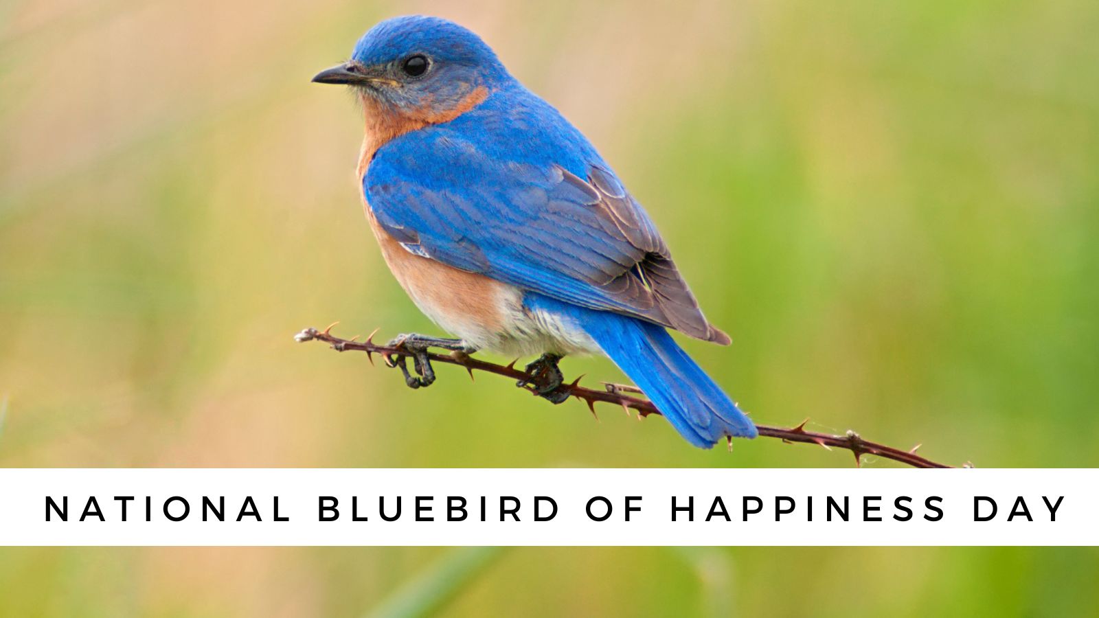 National Bluebird Of Happiness Day BirdTipper