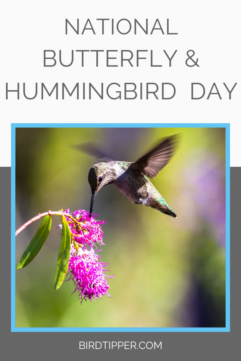 National Butterfly and Hummingbird Day