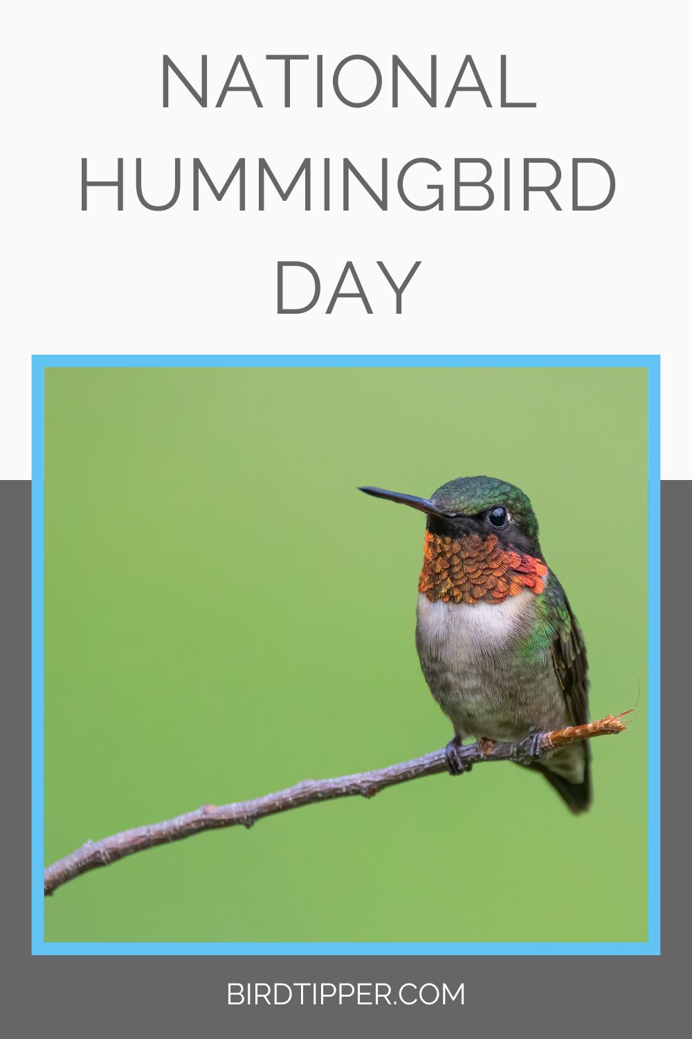 National Hummingbird Day BirdTipper