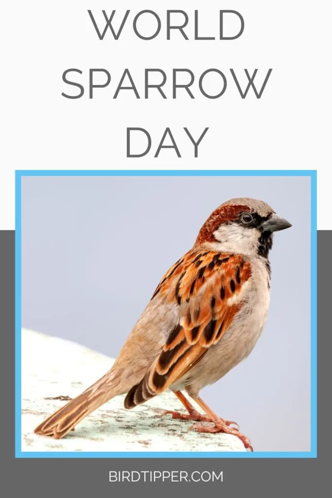 World Sparrow Day