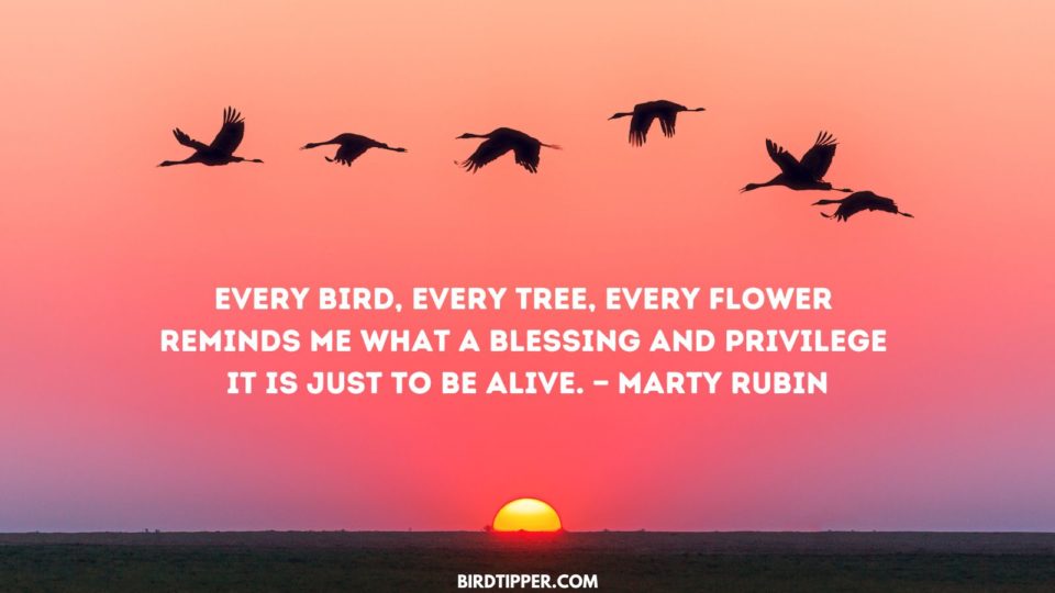 free bird quotes for instagram