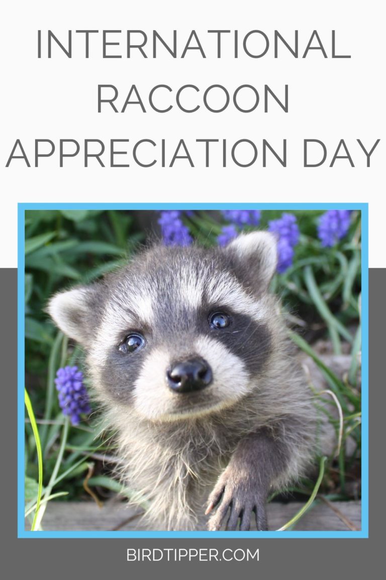 International Raccoon Appreciation Day