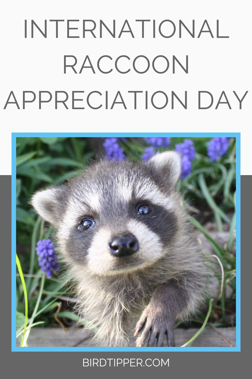 International Raccoon Appreciation Day 2024 India Angel Blondie