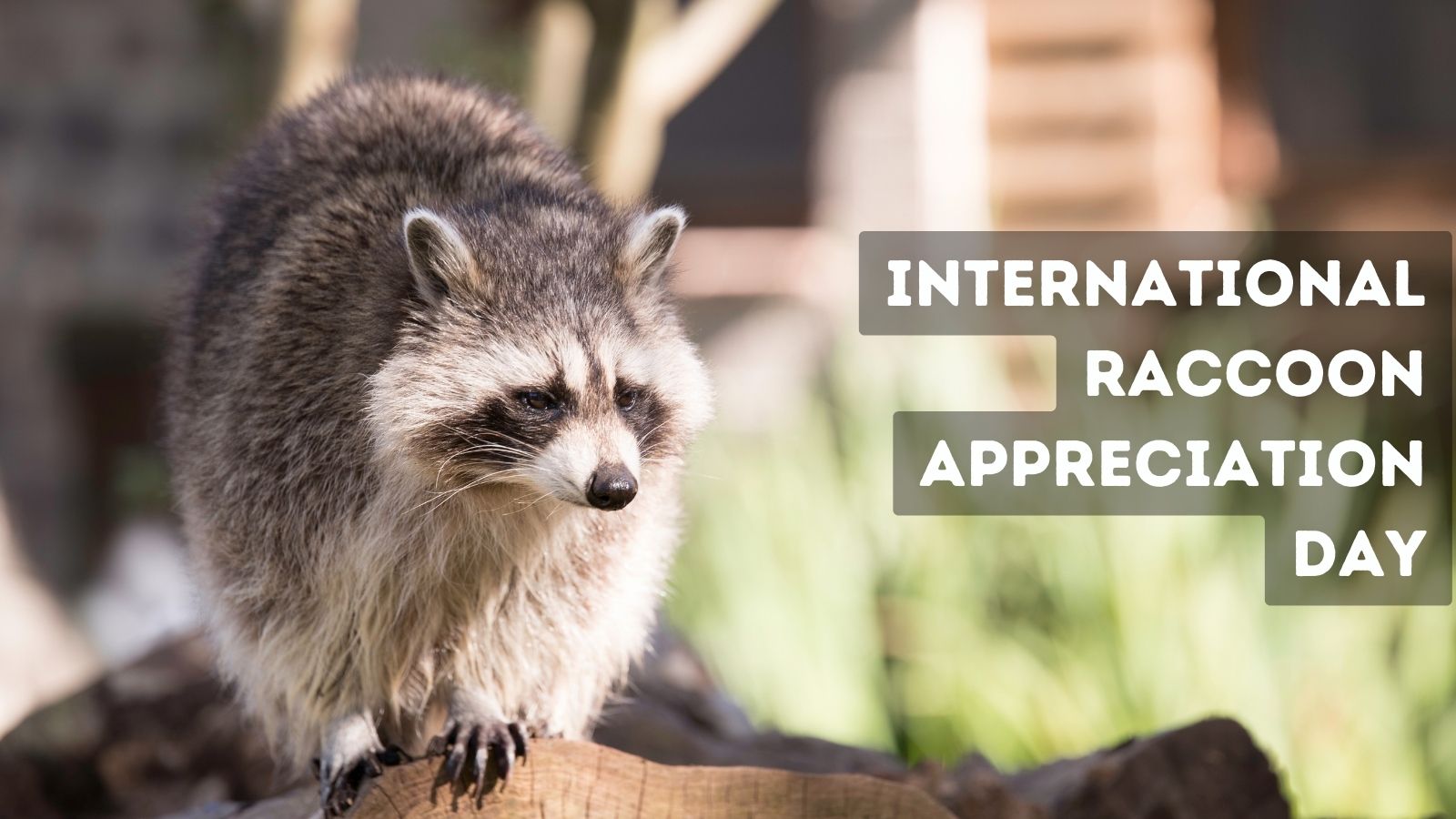 International Raccoon Appreciation Day