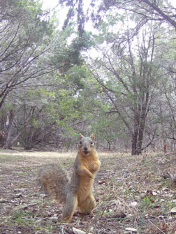 Squirrel Awareness Month