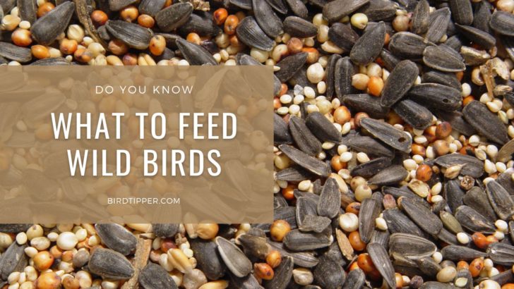 What To Feed Wild Birds