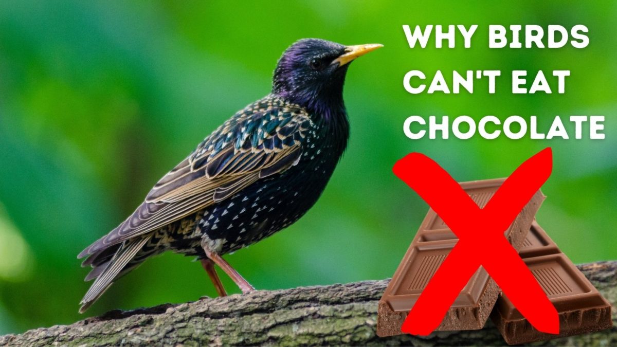 Can Birds Eat Chocolate?