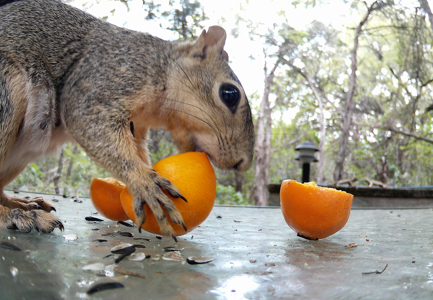 Do Squirrels Like Oranges?