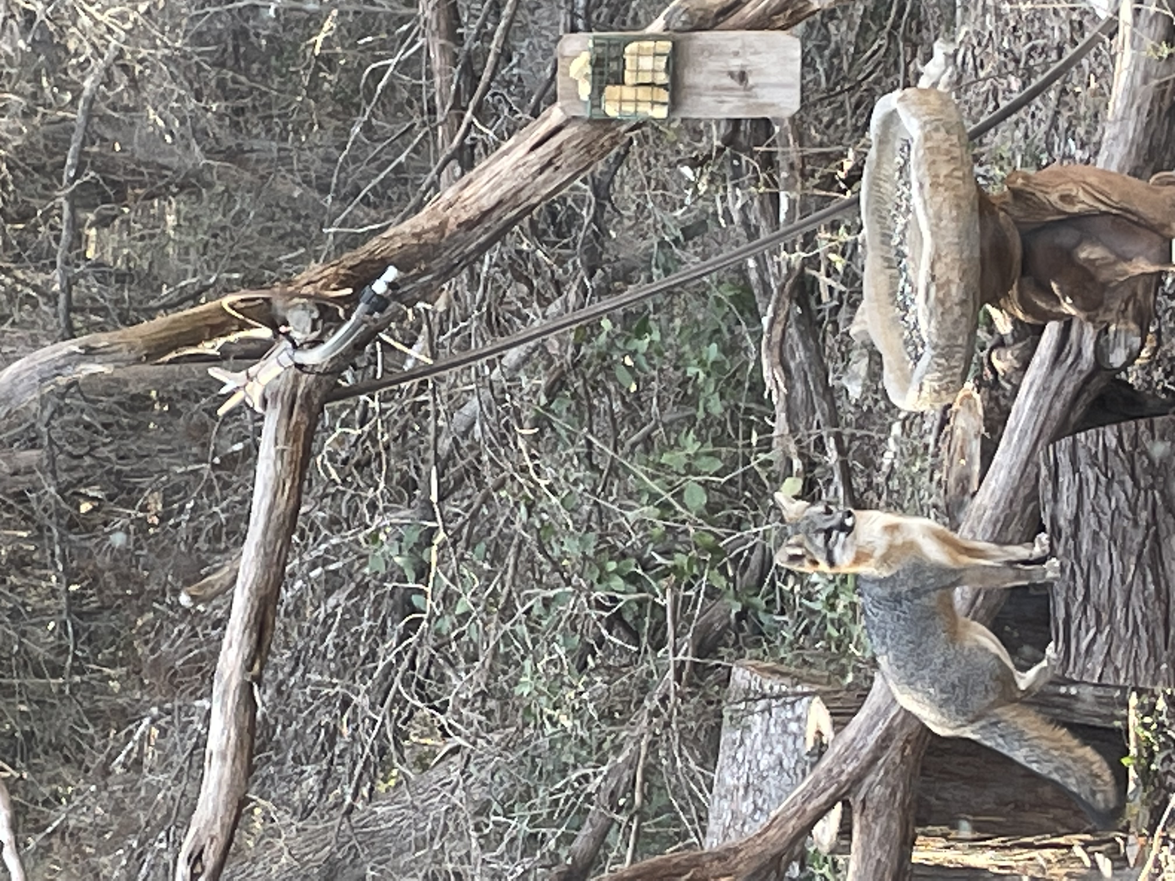 fox at bird feeder