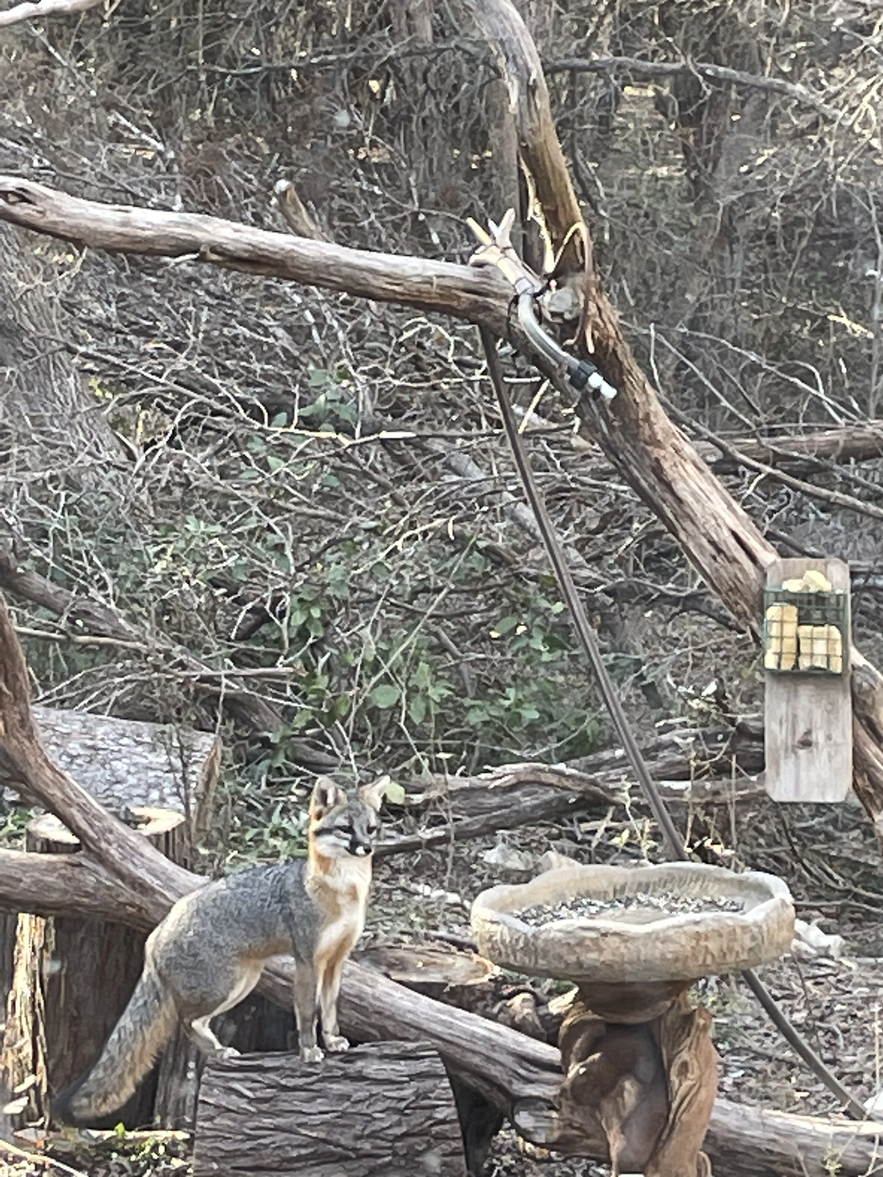 fox at bird feeder