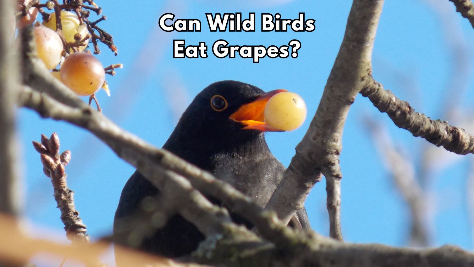 Can Birds Eat Grapes?