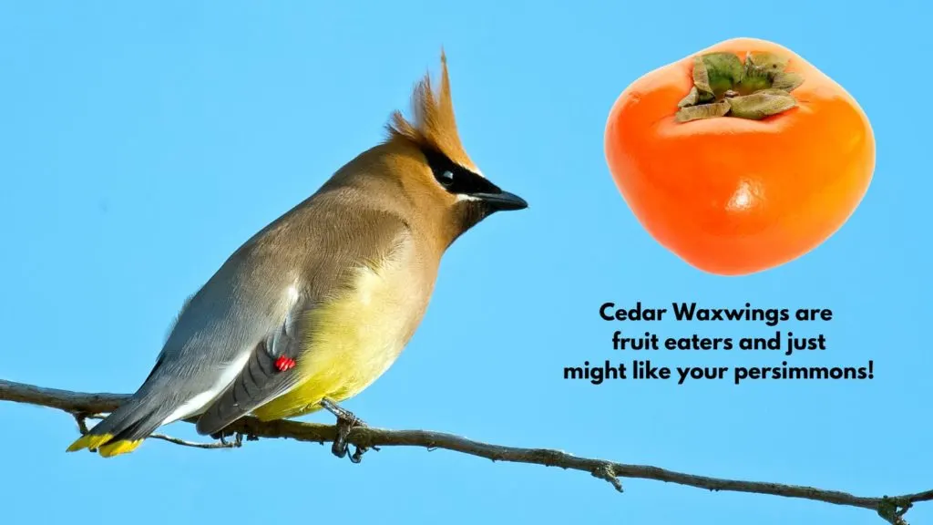 photo of a cedar waxwing with inset of a persimmon