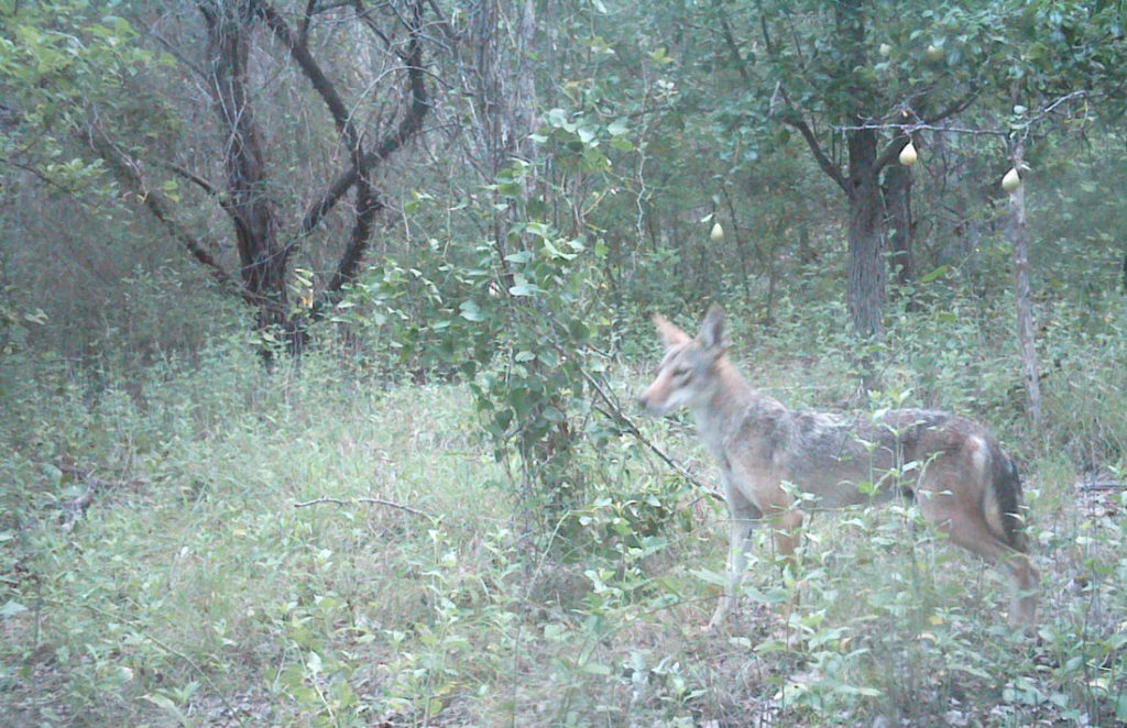 game camera photo of coyote standing beneath pear tree
