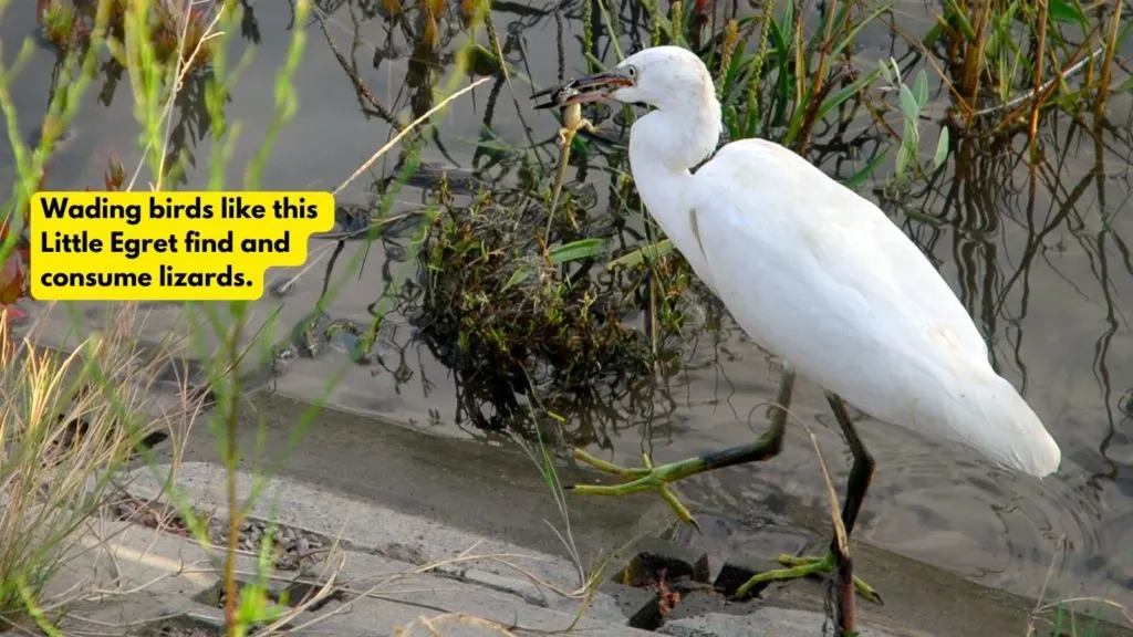 Little Egret in shallow water eating lizard