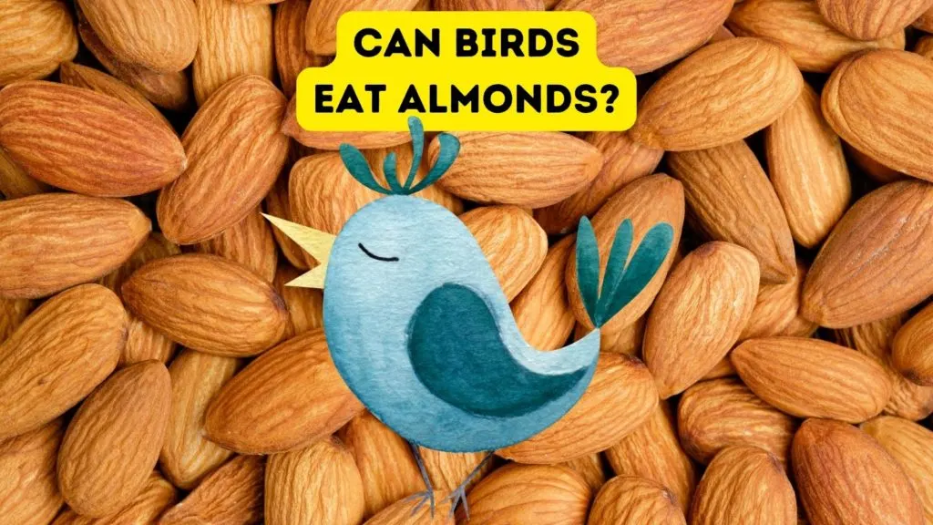 Can Birds Eat Almonds?