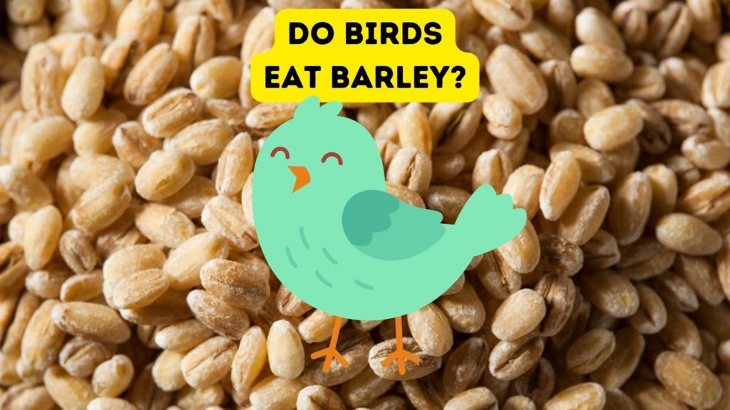 closeup of barley grains with cartoon of green bird in center of image with words "do birds eat barley" at top of image