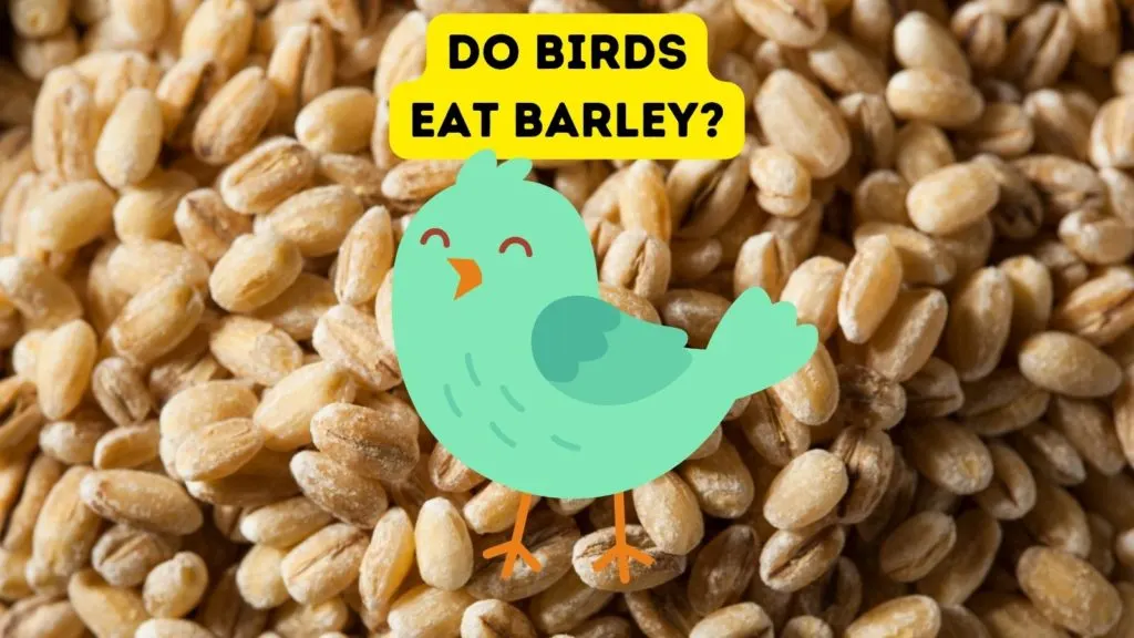 Do Birds Eat Barley?