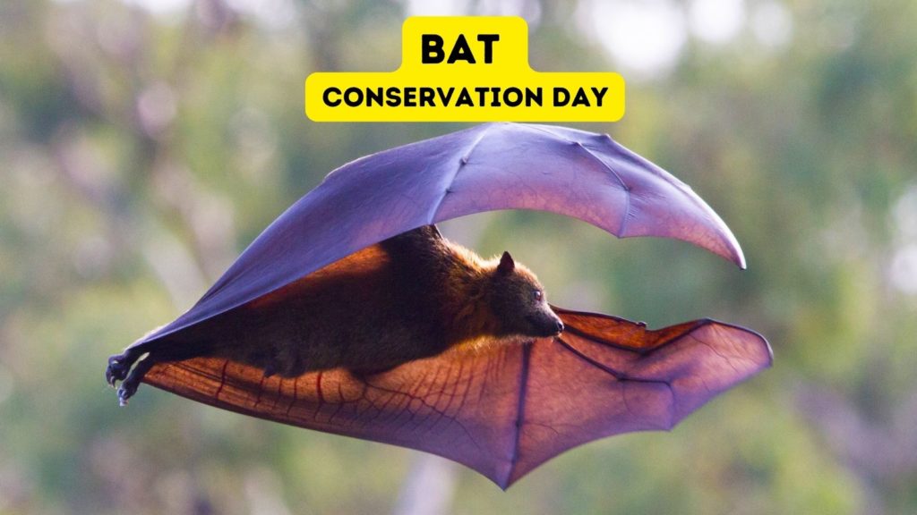 International Bat Appreciation Day