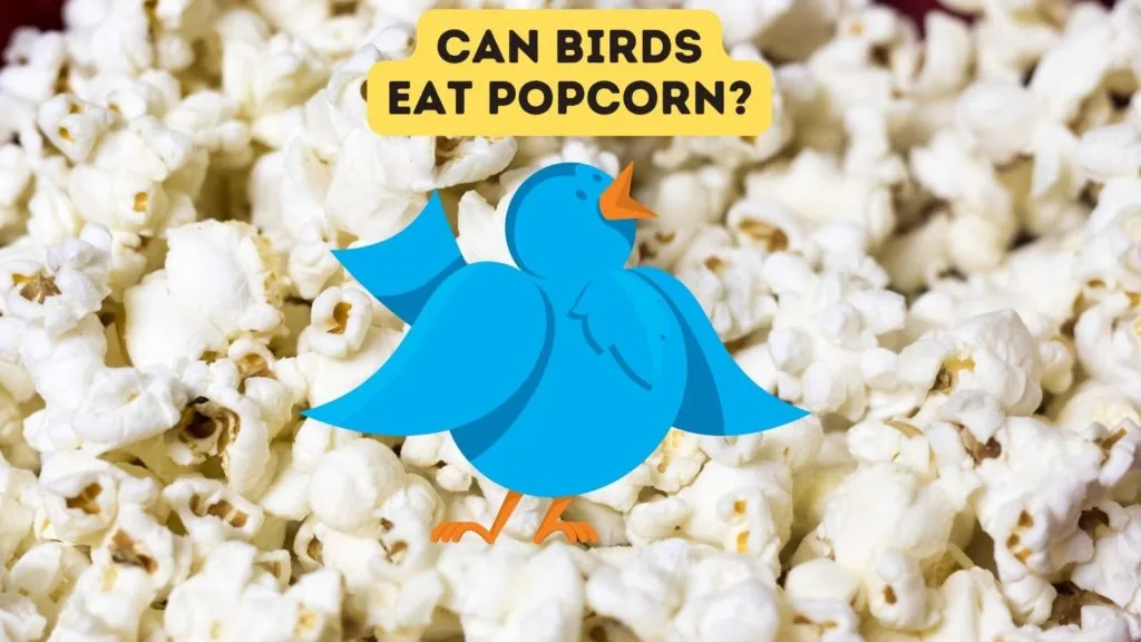 Can Birds Eat Popcorn?