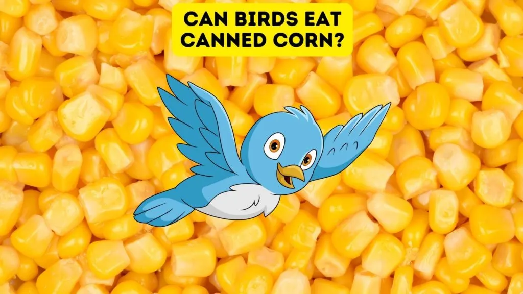 Can Birds Eat Canned Corn