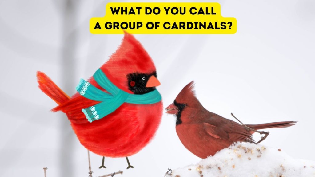 photo of Cardinal in the snow with a cartoon cardinal wearing a green sweater in center of image and words "what do you call a group of cardinals" at top of image