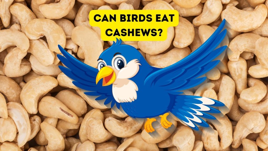 closeup image of cashews with flying blue bird cartoon in center of image with words "can birds eat cashews" at top of image