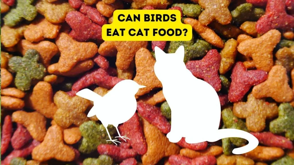 Do birds 2025 eat cat food