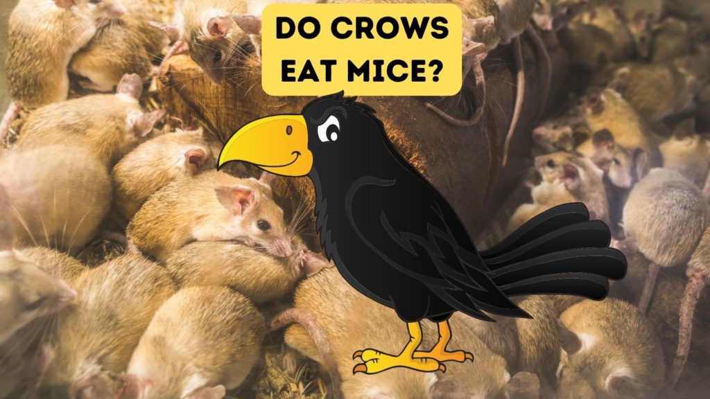 photo of multiple mice with a cartoon of a crow in the center of the image and the words "do crows eat mice" at the top of the image