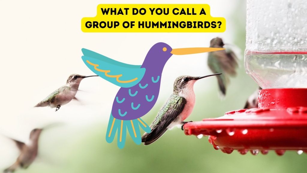 group of hummingbirds at a feeder with a cartoon hummingbird in center of image and words "what do you call a group of hummingbirds" at top of image