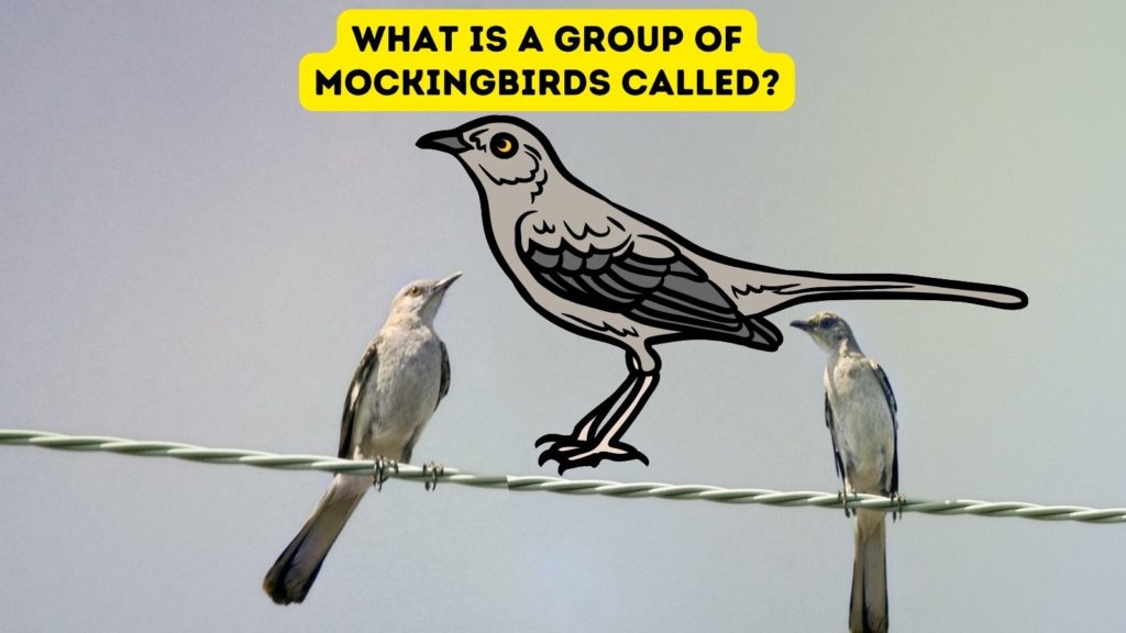 photo of two mockingbirds on line with cartoon of mockingbird in center of image and the words "what is a group of mockingbirds called" at top of image