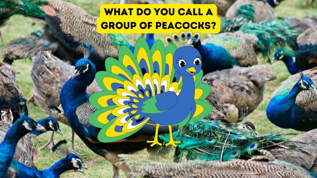 group of male peacocks with cartoon peacock in center of image and words "what do you call a group of peacocks" at top of image