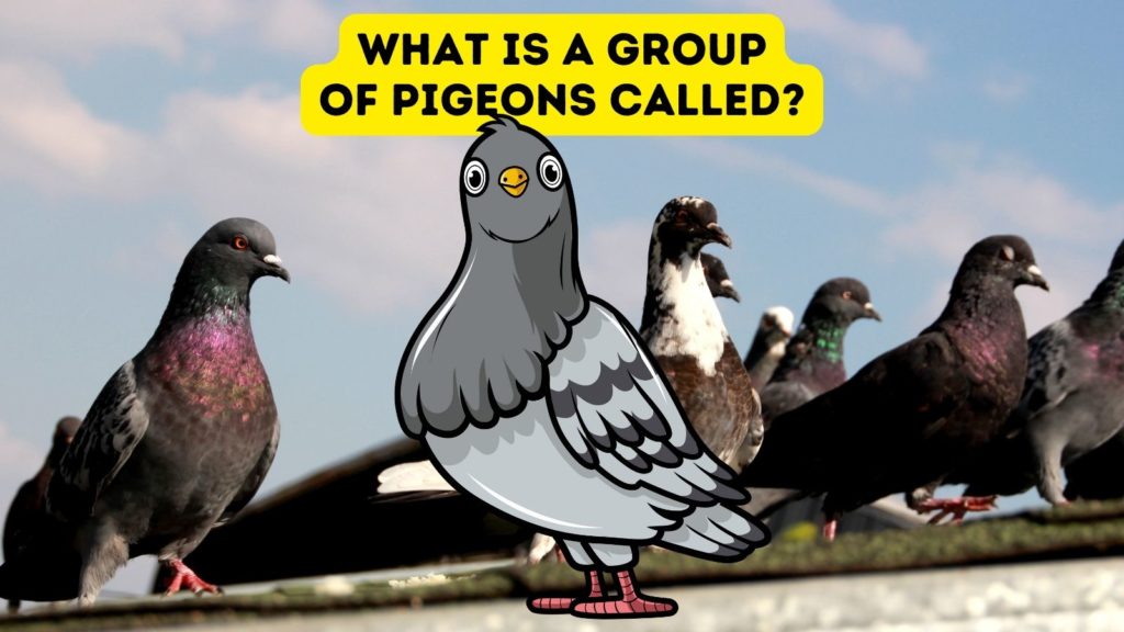 photo of a flock of pigeons with a cartoon pigeon in the middle of the image with the words "what is a group of pigeons called" at the top of the image