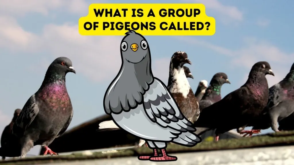 What is a Group of Pigeons Called?