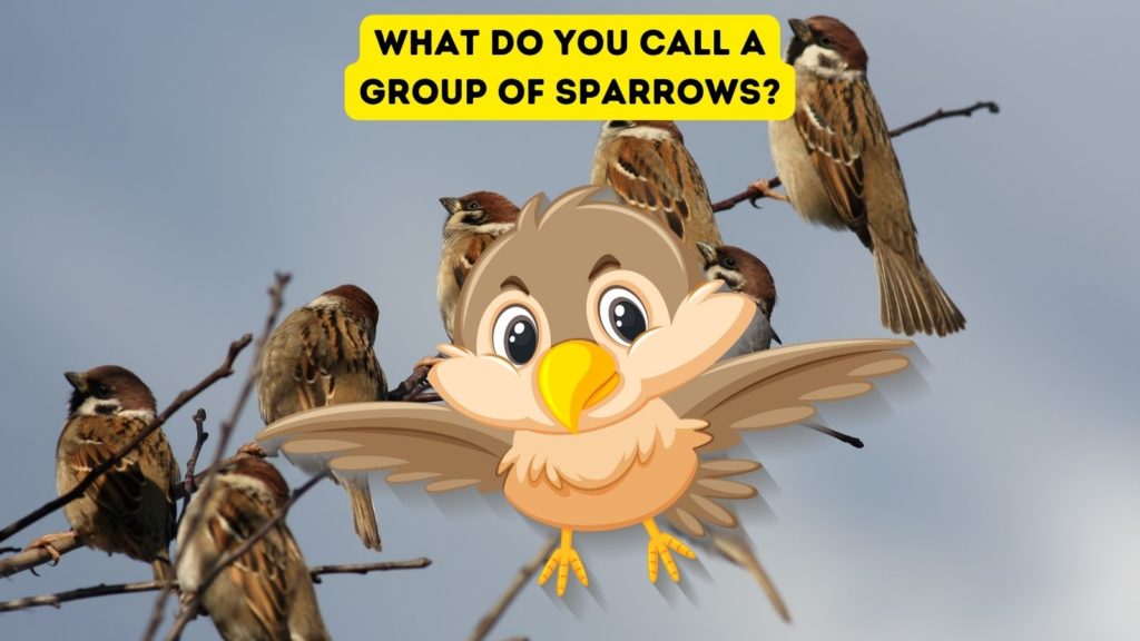 photo of English sparrows on branch with cartoon sparrow in center of image and words "what do you call a group of sparrows" at top of image