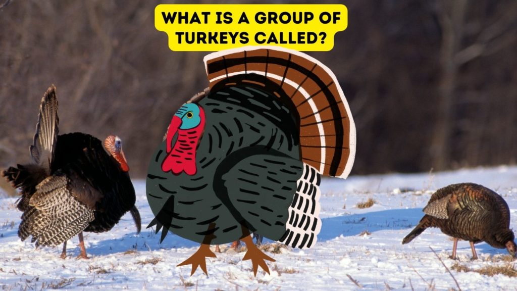 photo of several wild turkeys in the woods, standing on snowy ground with a cartoon image of a wild turkey in the center of the image and the words "what is a group of turkeys called" at the top of the image