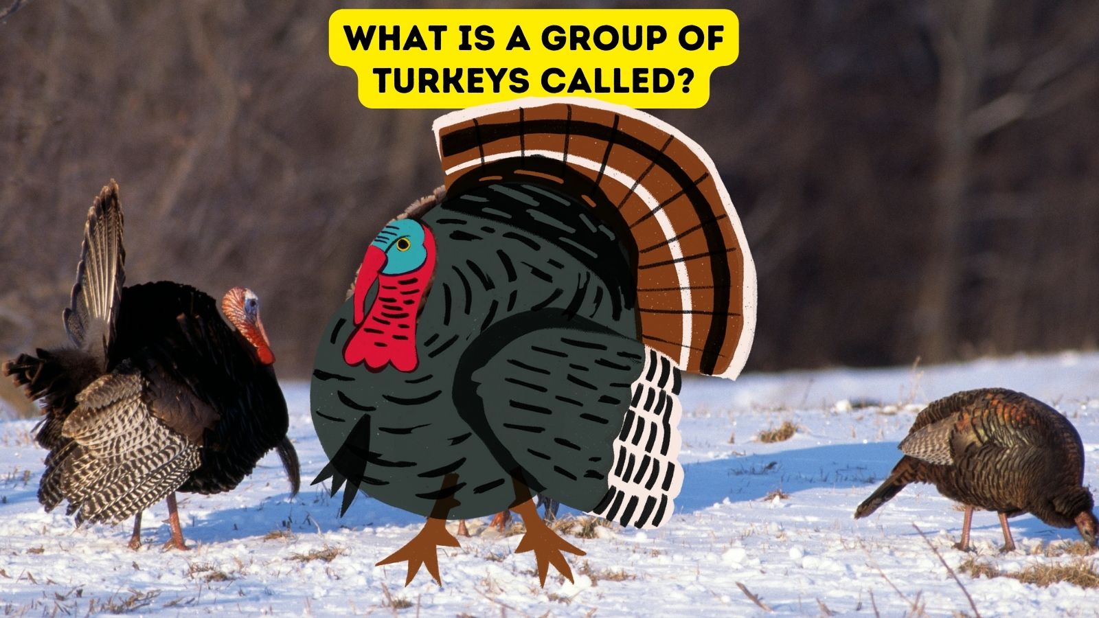 What is a Group of Turkeys Called?