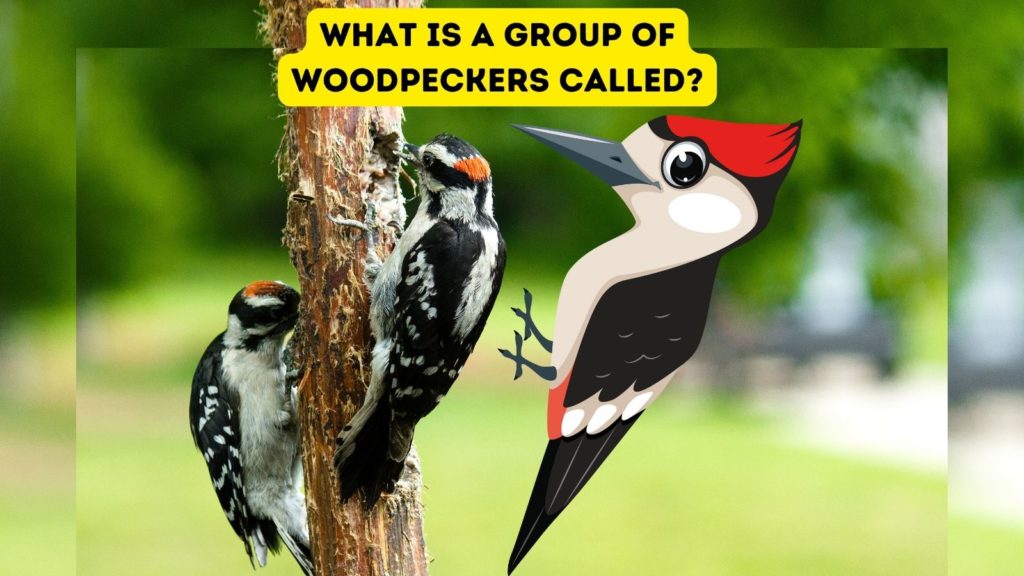 photo of two Downy Woodpeckers on tree with cartoon woodpecker in center of image and words "what is a group of woodpeckers called" at top of image