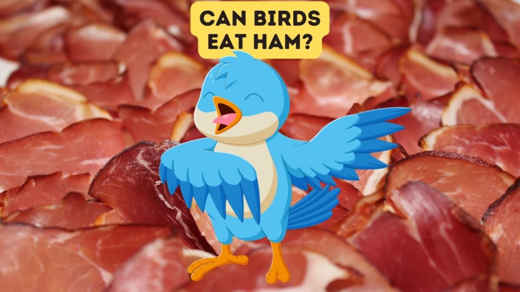 closeup image of sliced ham with cartoon bird in center of image and words "can birds eat ham" at top of image