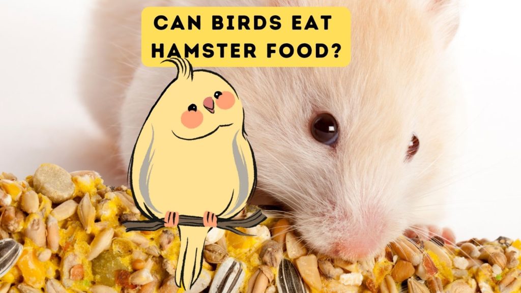 photo of hamster eating hamster food with overlay of bird cartoon. At top of image are the words "can birds eat hamster food"