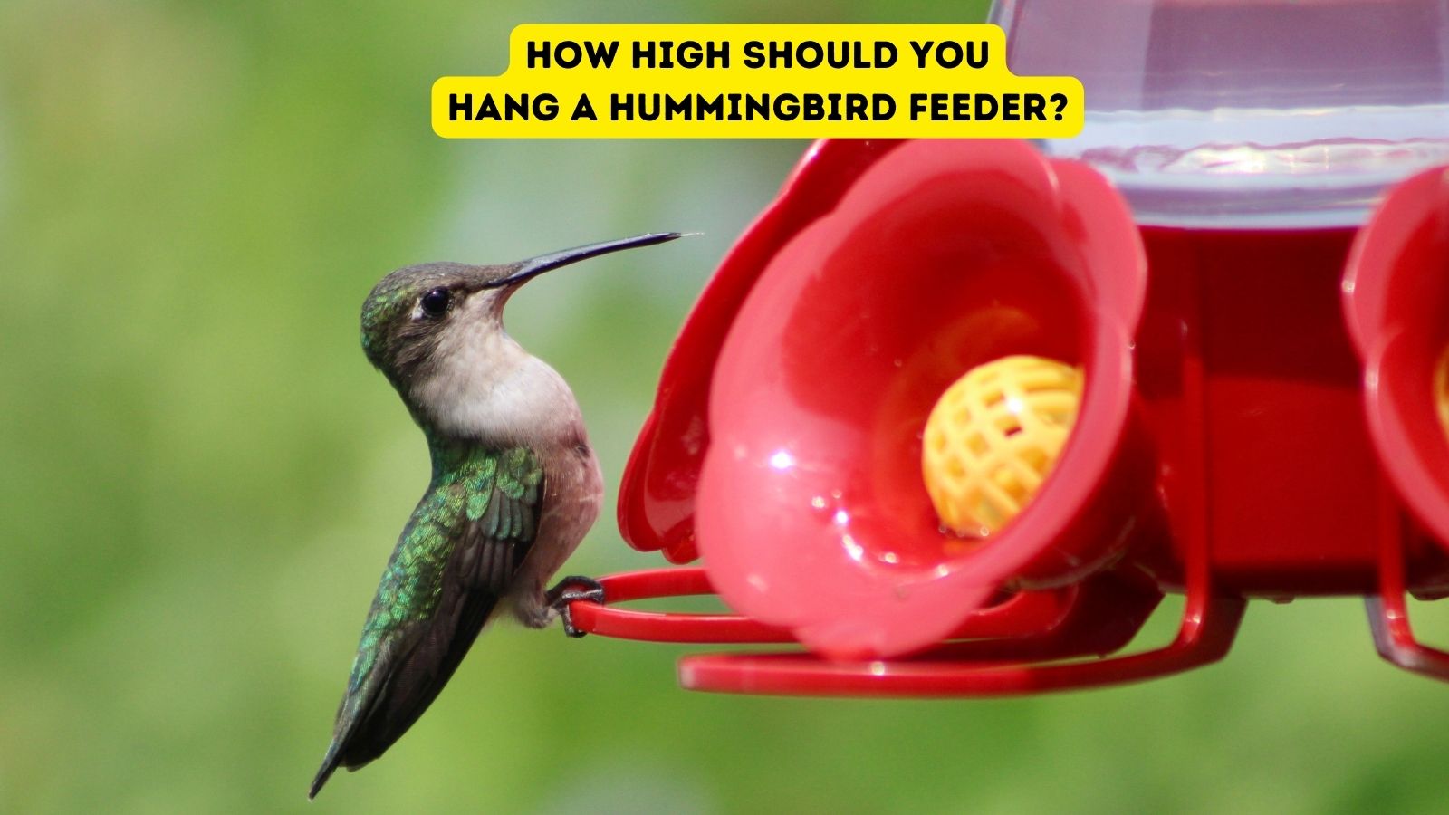 How High Should You Hang a Hummingbird Feeder?