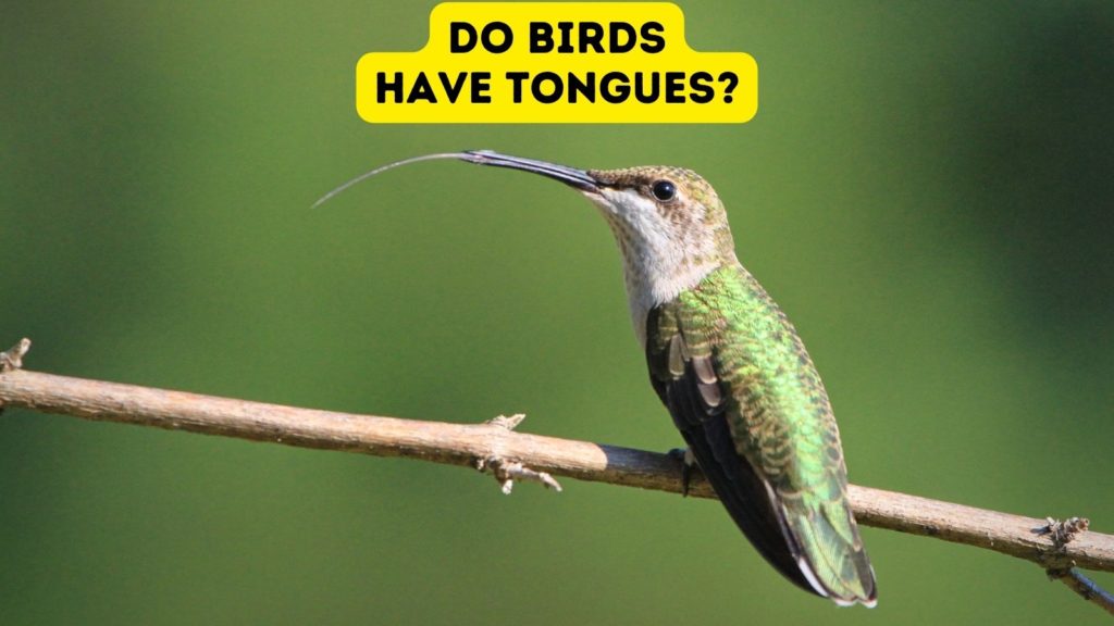 hummingbird with tongue extended and words "do birds have tongues" at top of image