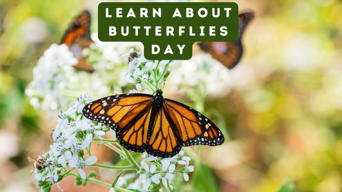 Learn About Butterflies Day 2024 Tracy Harriett